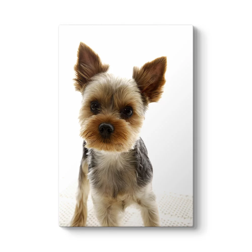Yorkshire Köpek Tablosu - Model 2